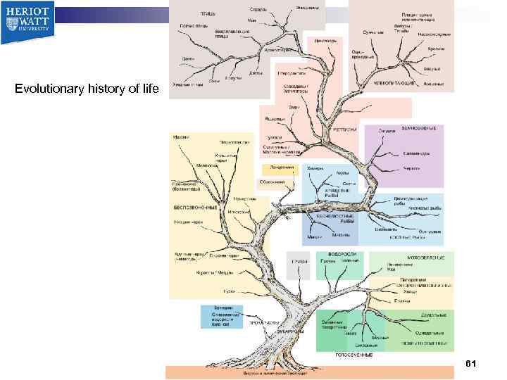 Evolutionary history of life 61 