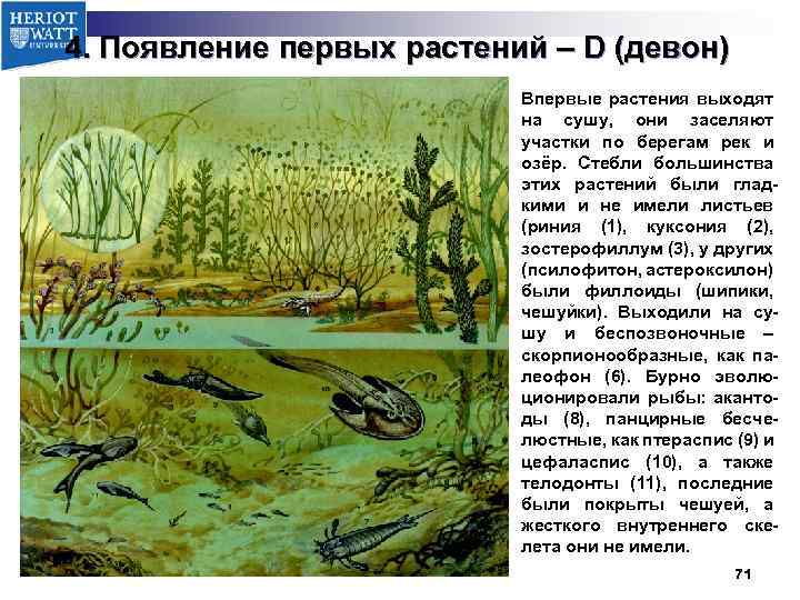 Рисунок первые растения на суше 5 класс