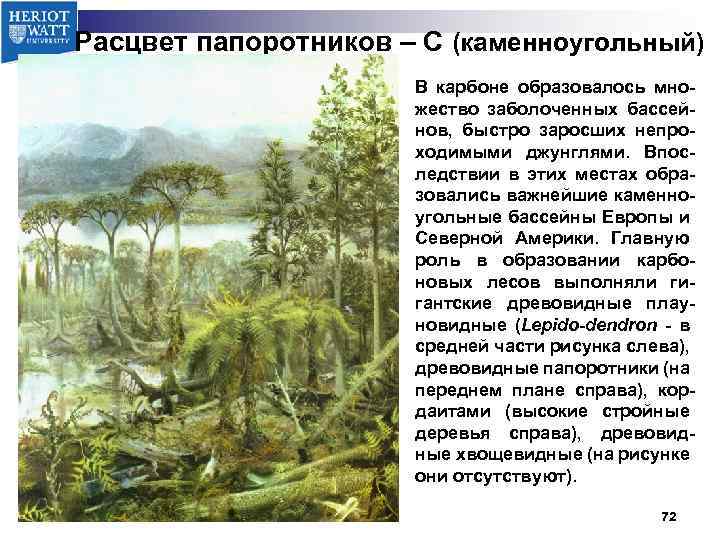 Расцвет папоротников – С (каменноугольный) В карбоне образовалось множество заболоченных бассейнов, быстро заросших непроходимыми