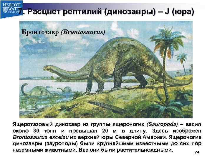 7. Расцвет рептилий (динозавры) – J (юра) Бронтозавр (Brontosaurus) Ящеротазовый динозавр из группы ящероногих