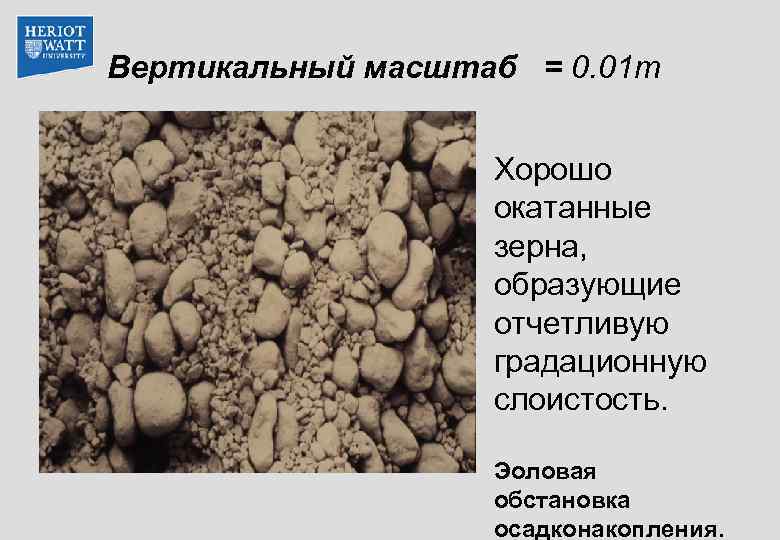 Вертикальный масштаб = 0. 01 m Хорошо окатанные зерна, образующие отчетливую градационную слоистость. Эоловая