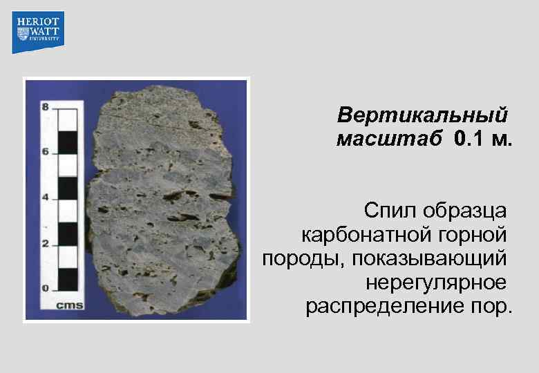 Вертикальный масштаб 0. 1 м. Спил образца карбонатной горной породы, показывающий нерегулярное распределение пор.