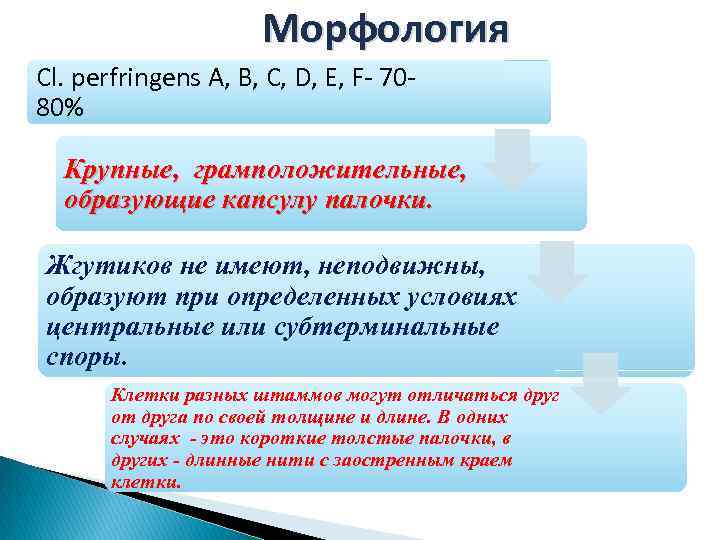 Морфология Cl. рerfringens A, B, C, D, E, F- 7080% Крупные, грамположительные, образующие капсулу