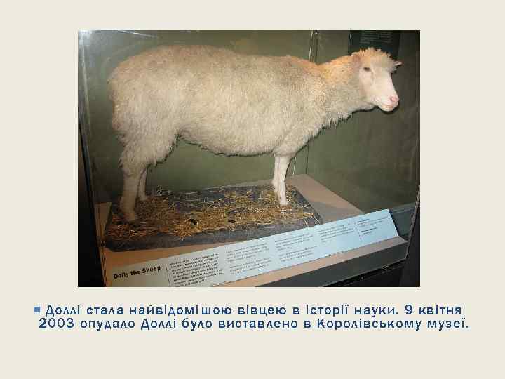  Доллі стала найвідомішою вівцею в історії науки. 9 квітня 2003 опудало Доллі було