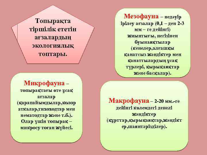 Топырақта тіршілік ететін ағзалардың экологиялық топтары. Мезофауна – недәуір ірілеу ағзалар (0, 1 –