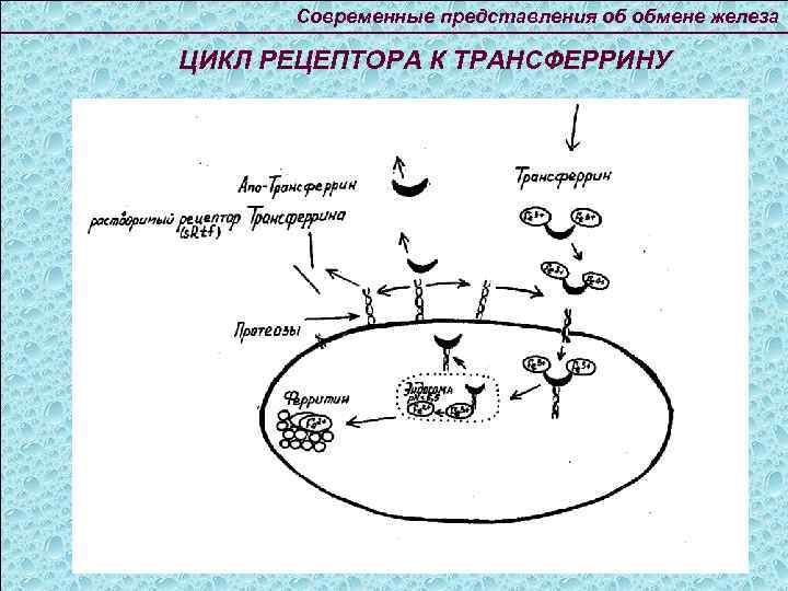 Современные представления об обмене железа ЦИКЛ РЕЦЕПТОРА К ТРАНСФЕРРИНУ 