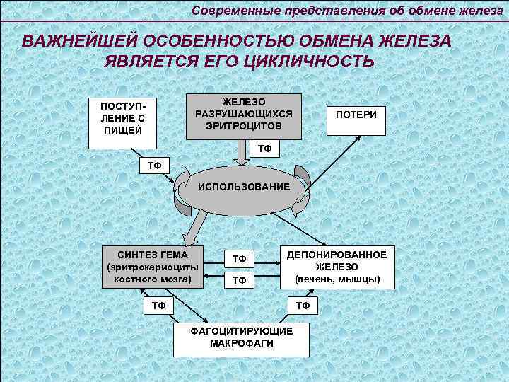 Современные представления об обмене железа ВАЖНЕЙШЕЙ ОСОБЕННОСТЬЮ ОБМЕНА ЖЕЛЕЗА ЯВЛЯЕТСЯ ЕГО ЦИКЛИЧНОСТЬ ЖЕЛЕЗО РАЗРУШАЮЩИХСЯ