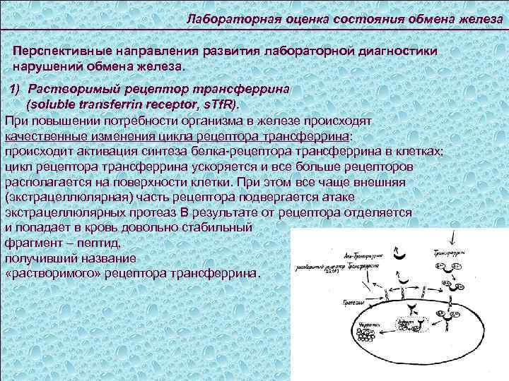 Лабораторная оценка состояния обмена железа Перспективные направления развития лабораторной диагностики нарушений обмена железа. 1)