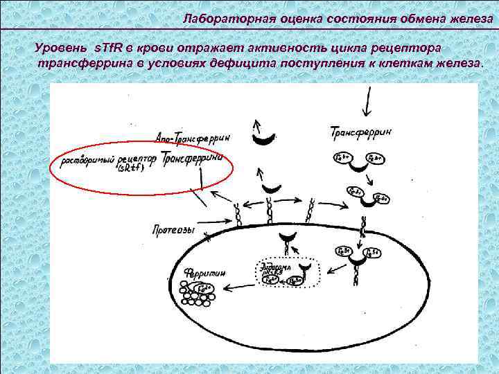 Лабораторная оценка. Растворимые рецепторы трансферрина. Лабораторная оценка обмена железа. Трансферрин механизм действия. Трансферрин схема.