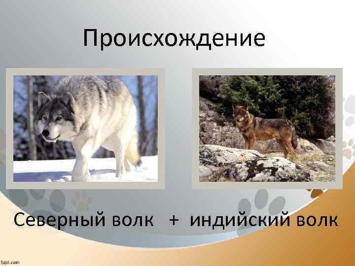 Происхождение Северный волк + индийский волк 