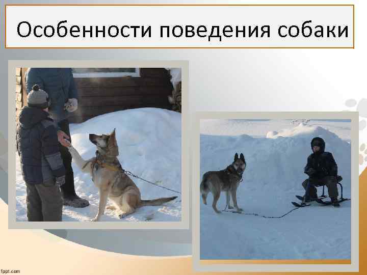  Особенности поведения собаки 