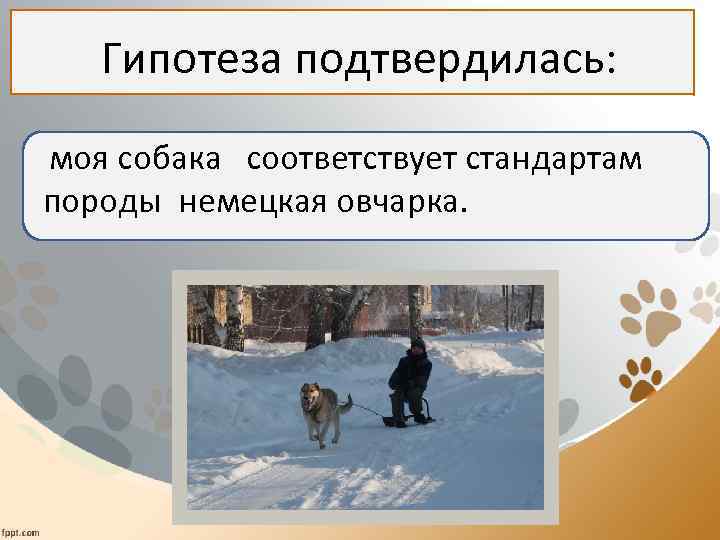  Гипотеза подтвердилась: гипотеза подтвердилась моя собака соответствует стандартам породы немецкая овчарка. 