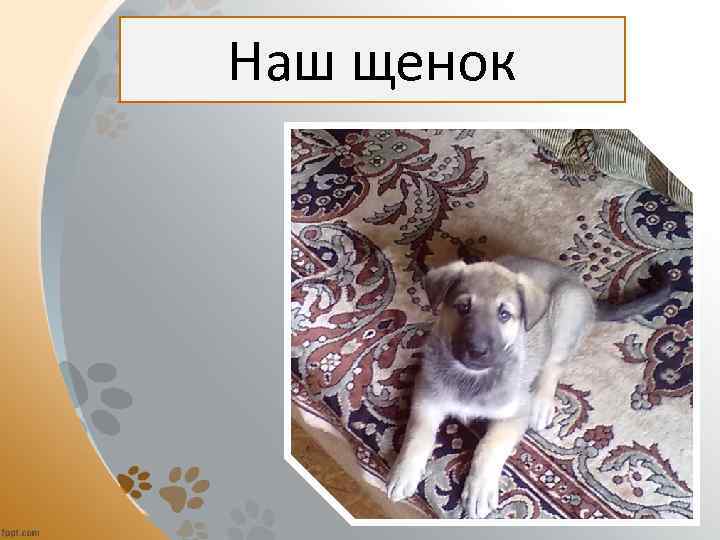 Наш щенок 