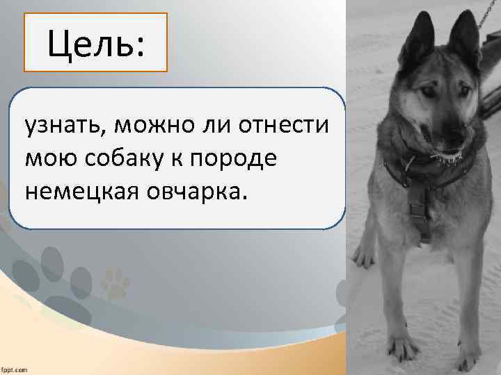 Цель: узнать, можно ли отнести мою собаку к породе немецкая овчарка. 