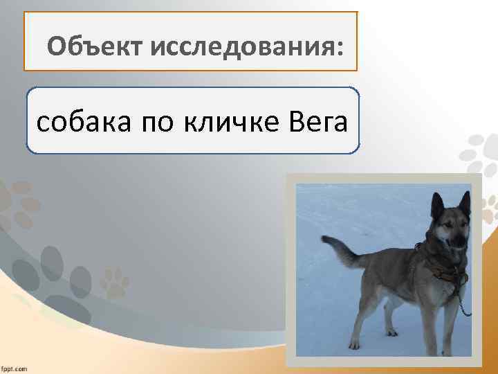  Объект исследования: собака по кличке Вега 