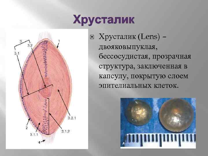 Хрусталик (Lens) – двояковыпуклая, бессосудистая, прозрачная структура, заключенная в капсулу, покрытую слоем эпителиальных клеток.