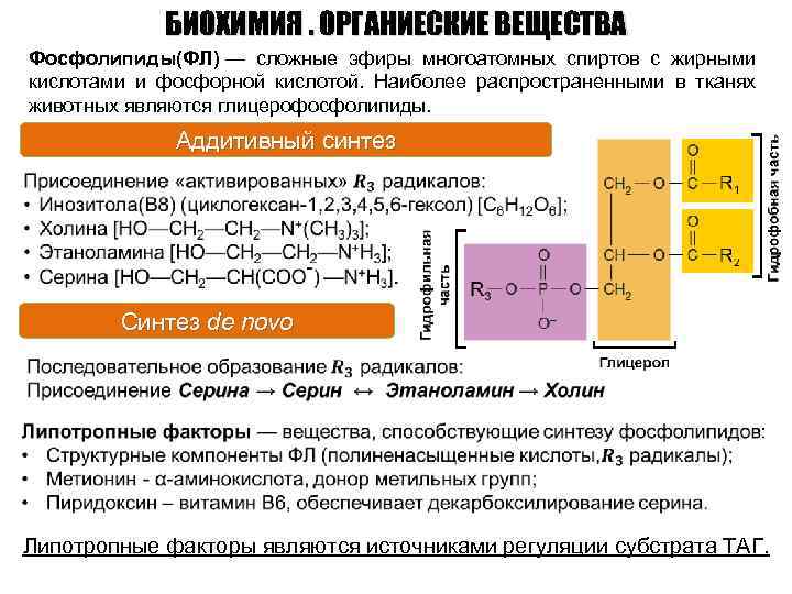 БИОХИМИЯ. ОРГАНИЕСКИЕ ВЕЩЕСТВА Фосфолипиды(ФЛ) — сложные эфиры многоатомных спиртов с жирными кислотами и фосфорной