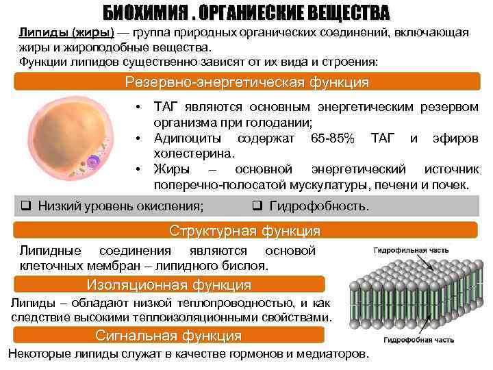 БИОХИМИЯ. ОРГАНИЕСКИЕ ВЕЩЕСТВА Липиды (жиры) — группа природных органических соединений, включающая жиры и жироподобные