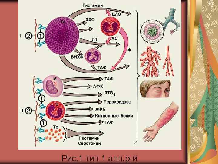 Рис. 1 тип 1 алл. р-й 