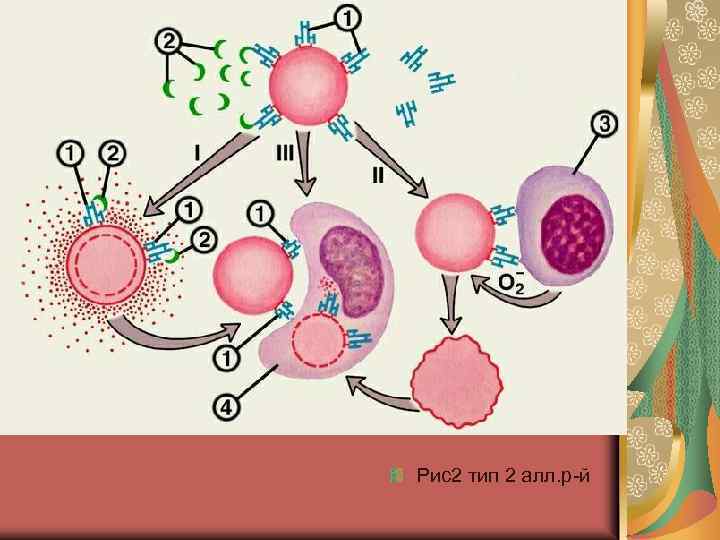 Рис2 тип 2 алл. р-й 