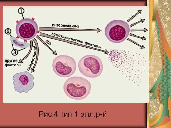 Рис. 4 тип 1 алл. р-й 