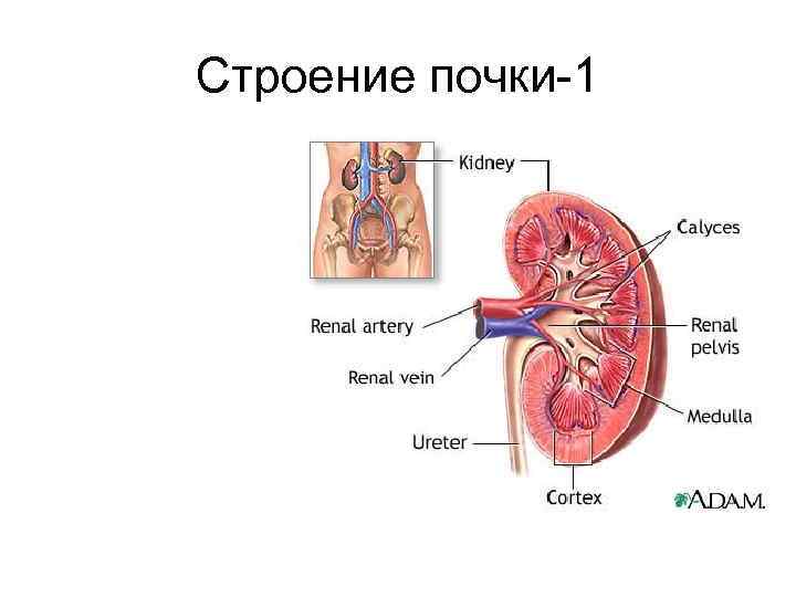 Строение почки-1 