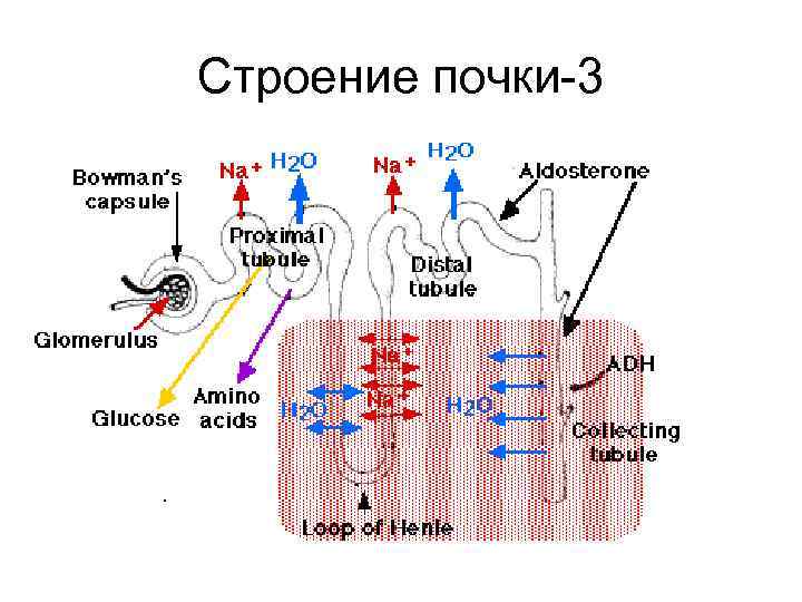 Строение почки-3 