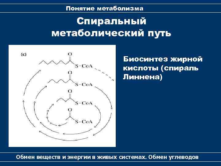 Понятие метаболизма Спиральный метаболический путь Биосинтез жирной кислоты (спираль Линнена) Обмен веществ и энергии