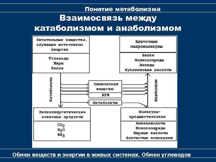 Понятие метаболизма Взаимосвязь между катаболизмом и анаболизмом Обмен веществ и энергии в живых системах.