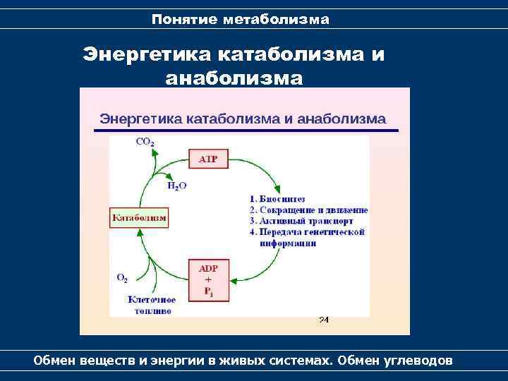 Понятие метаболизма Энергетика катаболизма и анаболизма Обмен веществ и энергии в живых системах. Обмен