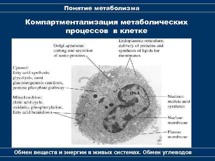 Понятие метаболизма Компартментализация метаболических процессов в клетке Обмен веществ и энергии в живых системах.