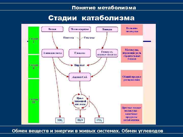 Понятие метаболизма Стадии катаболизма Обмен веществ и энергии в живых системах. Обмен углеводов 