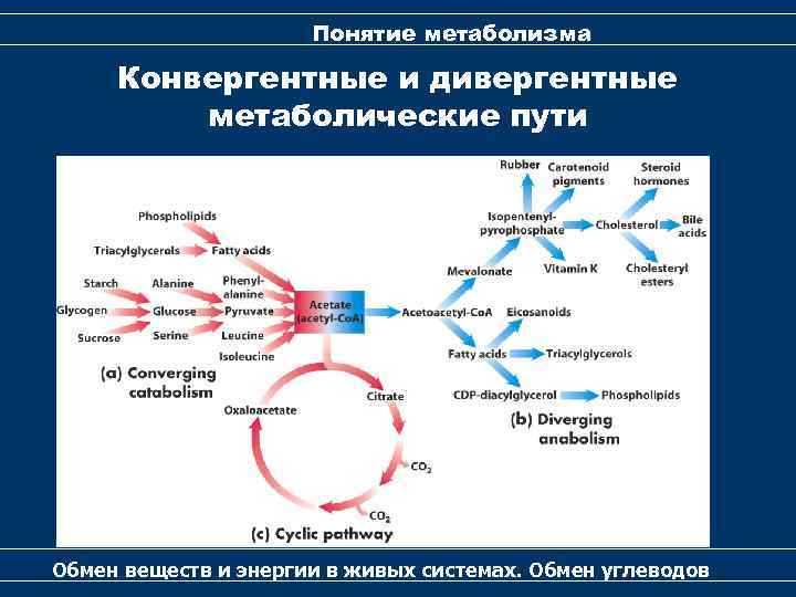 Понятие метаболизма Конвергентные и дивергентные метаболические пути Обмен веществ и энергии в живых системах.