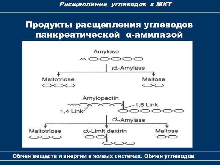 Расщепление углеводов в ЖКТ Продукты расщепления углеводов панкреатической α-амилазой Обмен веществ и энергии в