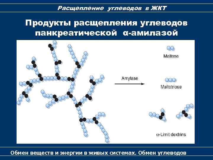 Расщепление углеводов в ЖКТ Продукты расщепления углеводов панкреатической α-амилазой Обмен веществ и энергии в