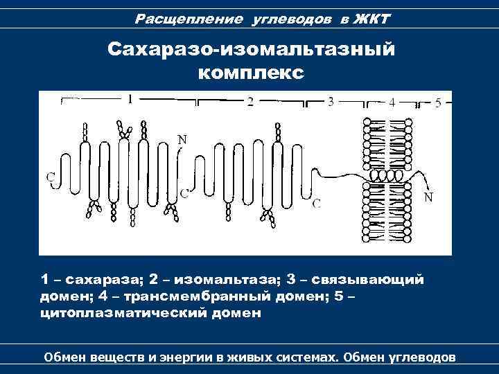 Расщепление углеводов в ЖКТ Сахаразо-изомальтазный комплекс 1 – сахараза; 2 – изомальтаза; 3 –