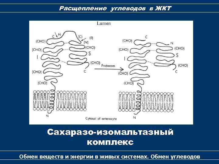 Расщепление углеводов в ЖКТ Сахаразо-изомальтазный комплекс Обмен веществ и энергии в живых системах. Обмен