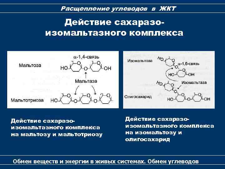 Расщепление углеводов в ЖКТ Действие сахаразоизомальтазного комплекса на мальтозу и мальтотриозу Действие сахаразоизомальтазного комплекса