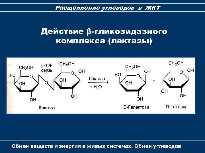 Расщепление углеводов в ЖКТ Действие β-гликозидазного комплекса (лактазы) Обмен веществ и энергии в живых