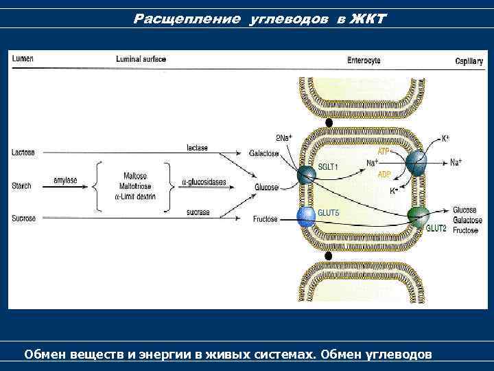 Расщепление углеводов в ЖКТ Обмен веществ и энергии в живых системах. Обмен углеводов 