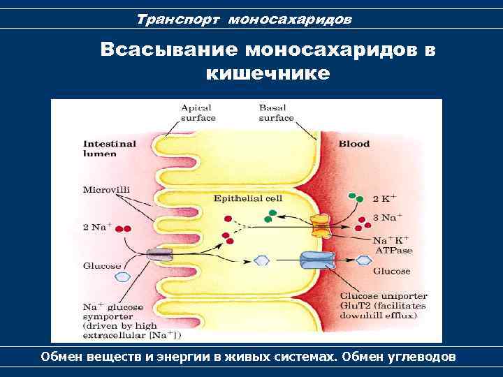 Транспорт моносахаридов Всасывание моносахаридов в кишечнике Обмен веществ и энергии в живых системах. Обмен