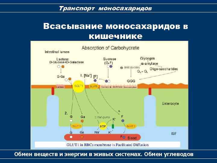 Транспорт моносахаридов Всасывание моносахаридов в кишечнике Обмен веществ и энергии в живых системах. Обмен