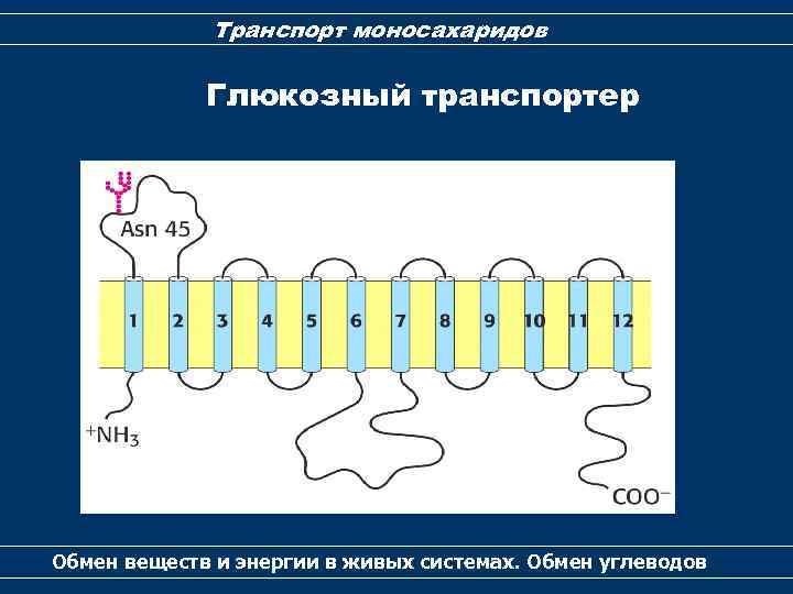 Транспорт моносахаридов Глюкозный транспортер Обмен веществ и энергии в живых системах. Обмен углеводов 