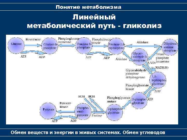 Понятие метаболизма Линейный метаболический путь - гликолиз Обмен веществ и энергии в живых системах.