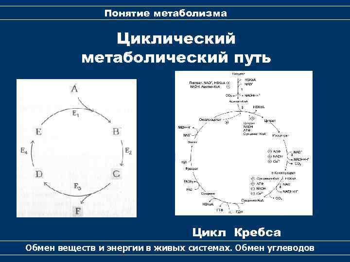 Понятие метаболизма Циклический метаболический путь Цикл Кребса Обмен веществ и энергии в живых системах.