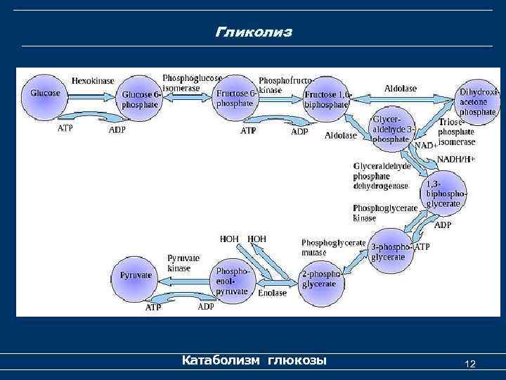 Гликолиз Катаболизм глюкозы 12 