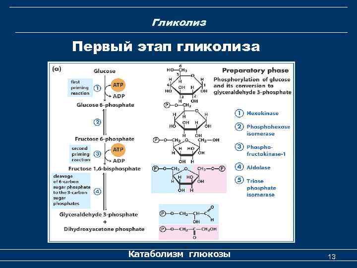 Гликолиз Первый этап гликолиза Катаболизм глюкозы 13 