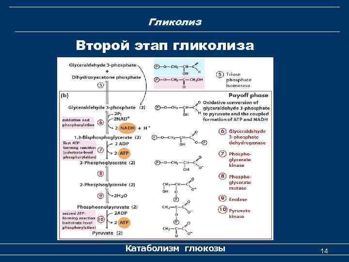 Гликолиз Второй этап гликолиза Катаболизм глюкозы 14 