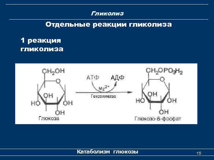 Гликолиз Отдельные реакции гликолиза 1 реакция гликолиза Катаболизм глюкозы 15 