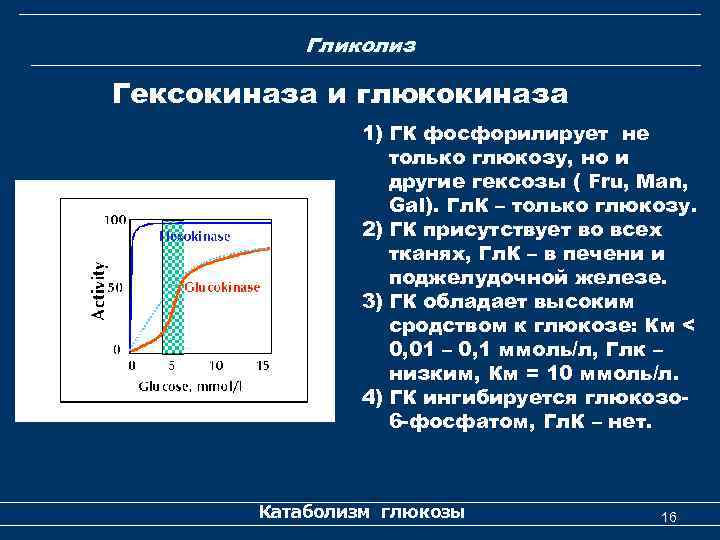 Гликолиз Гексокиназа и глюкокиназа 1) ГК фосфорилирует не только глюкозу, но и другие гексозы